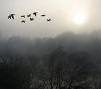 Mist with birds